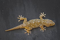 Moorish gecko (Tarentola mauritanica) Matera, Basilicata, Southern Italy