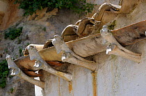 Bones used to hold up gutter, Matera, Basilicata, Southern Italy