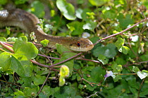 Aesculapian snake (Elaphe longissima) Matera, Basilicata, Southern Italy