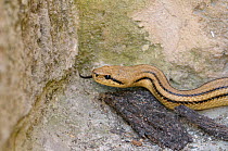 Four lined snake (Elaphe quatuorlineata) with tongue out, Matera, Basilicata, Southern Italy