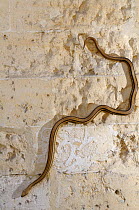 Four lined snake (Elaphe quatuorlineata) on wall, Matera, Basilicata, Southern Italy