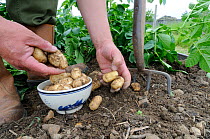 First early new potatoes (Solanum tuberosum} 'Arran Pilot', freshly dug tubers being gathered in china bowl, Norfolk, UK, May