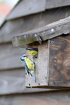 Blue tit (Parus caeruleus) adult birds investigating a nest box, UK, May