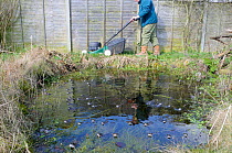 Gardener mowing edge of garden pond with breeding frogs in foreground, Norfolk, UK, March