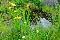 Urban back garden, Garden wildlife pond, in early summer, Norfolk, UK, May