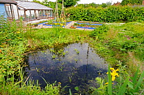 Small urban garden with wildlife pond and raised vegetable beds and greenhouse, Norfolk, UK, May
