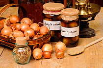 Produce of a country kitchen with pickled onions and individual ingrediants, Norfolk, UK