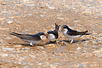 House martin (Delichon urbicum) adults collecting mud for nestbuilding, Norfolk, UK, May