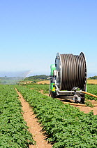 Commercial Potato irrigation, showing reel of water pipe and irrigator, Norfolk, UK, June