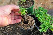 Potting on nursery bought plug plant Geraniums, hand holding healthy plant, Norfolk, UK, March