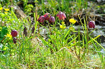 Wildlife gardening, Snakes head fritillary {Fritillaria meleagris} plants in full flower growing beside garden wildlife pond, Norfolk, UK, April