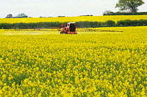 Oilseed rape (Brassica napus) fields in flower being sprayed with fungicide, Norfolk, UK, April