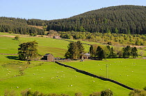 View of North Wales countryside, showing sheep grazing meadows, Farm buildings and forestry commission plantations in distance, May