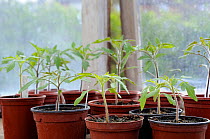 Young tomato plants in 9cm pots on greenhouse staging, Norfolk, UK, April