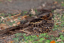 Common pauraque (Nyctidromus albicollis) sitting on ground, Palo Verde NP, Costa Rica