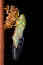 Tropical cicada recently emerged from larval case, drying its wings, near Tortuga Beach, Costa Rica