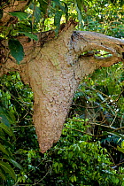 Tropical ant nest in an tree, sized about one meter, Tortuga Beach, Costa Rica