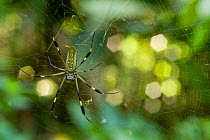 Golden silk spider (Nephila clavipes) female on its yellow web, Tortuga Beach, Costa Rica