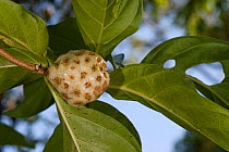 Noni / Indian Mulberry (Morinda citrifolia) fruit, Tortuga Beach, Costa Rica