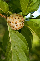 Noni / Indian mulberry (Morinda citrifolia) fruit, Tortuga Beach, Costa Rica