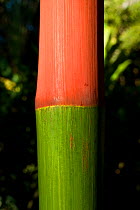 Sealing wax palm (Cyrtostachys renda) stem detail, native to Malaysia, growing on Tortuga Beach, Costa Rica