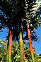 Sealing wax palm trees (Cyrtostachys renda)  native to Malaysia, growing on Tortuga Beach, Costa Rica