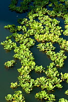 Water cabbage / lettuce (Pistia stratiotes) floating on a river near Sierpe, Southern Costa Rica