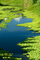 Water cabbage / lettuce (Pistia stratiotes) floating on a river near Sierpe, Southern Costa Rica, February 2009