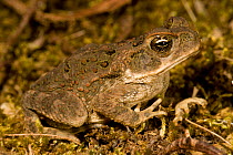 Juvenile Giant / Cane toad (Bufo marinus) Osa Peninsula, Corcovado National Park, Costa Rica