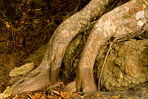 Lichen covered buttress roots in the tidal zone, Osa Peninsula, Corcovado National Park, Costa Rica