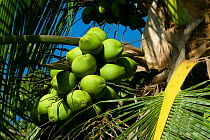 Coconuts on Coconut plam tree (Cocos nucifera) Osa Peninsula, Corcovado National Park, Costa Rica