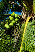 Coconuts on Coconut palm tree (Cocos nucifera), Osa Peninsula, Corcovado National Park, Costa Rica