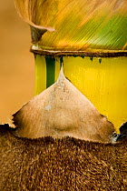 Close-up of Giant bamboo stem, Osa Peninsula, Corcovado National Park, Costa Rica