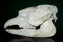 Bairds tapir (Tapirus bairdii) skull, Sirena Research Station, Osa Peninsula, Corcovado National Park, Costa Rica