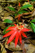 Crimson passionflower(Passiflora vitifolia) flowering, Corcovado National Park, near Sirena, Costa Rica