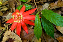 Crimson passion flower (Passiflora vitifolia) in flower, Corcovado National Park, near Sirena, Costa Rica