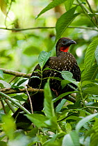 Crested guan (Penelope purpurascens) sitting on branch near Sirena, Corcovado National Park, Costa Rica