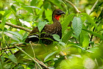 Crested guan (Penelope purpurascens) sitting on branch, near Sirena, Corcovado National Park, Costa Rica