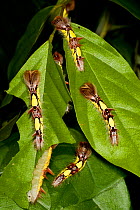 Morpho butterfly (Morpho helenor) caterpillars feeding on leaves, Costa Rica (captive)