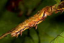 Morpho butterfly (Morpho helenor) caterpilar on twig, Costa Rica (captive)
