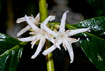 Coffee bush (Coffea arabica) flowers, Turrialba, Costa Rica