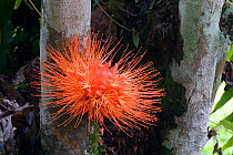 Red powderpuff (Calliandra haematocephala) flower, Turrialba, Costa Rica