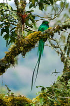 Male Resplendent quetzal (Pharomachrus mocinno) perched on branch near Mirador de Quetzales, Costa Rica