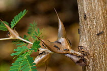 Bull thorn acacia (Acacia collinsii) with Acacia ants (Pseudomyrmex belti) on it, Palo Verde National Park, Costa Rica