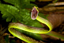 Green parrot snake (Leptophis ahaetulla) defensive attack, Tenorio National Park, Costa Rica
