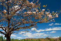 Roble de Sabana (Tabebuia rosea) flowering in dry season, Palo Verde National Park, Costa Rica, February 2009