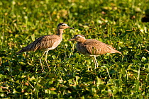 Double-striped thick-knee (Burhinus bistriatus) pair in the swamps of Palo Verde National Park, Costa Rica