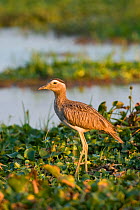 Double-striped thick-knee (Burhinus bistriatus) in the swamps of Palo Verde National Park, Costa Rica