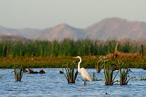 Great egret (Ardea alba) in the swamps of Palo Verde National Park, Costa Rica