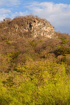 Palo verde shrubs (Parkinsonia aculeata) growing in limestone hills, Palo Verde National Park, Costa Rica, February 2009